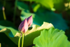 绿色荷塘粉色荷花花苞图片